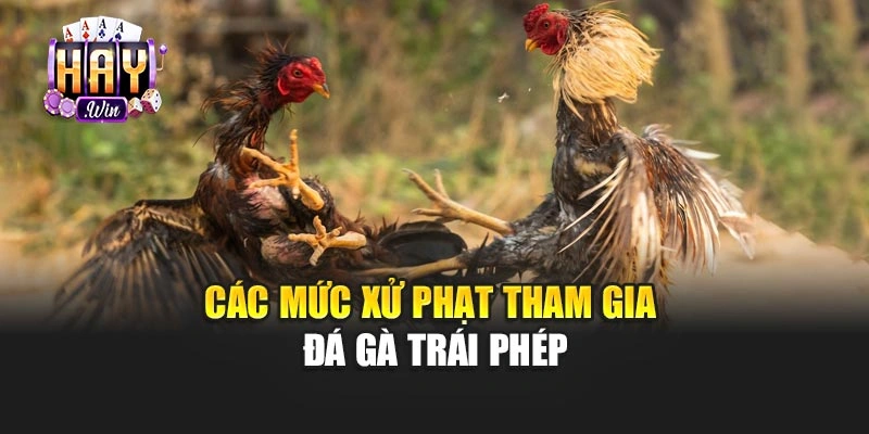 Các mức xử phạt tham gia đá gà trái phép
