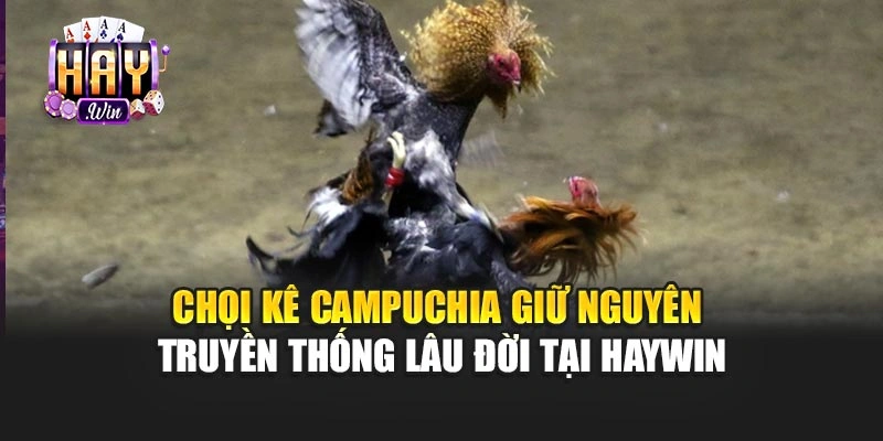 Chọi kê Campuchia giữ nguyên truyền thống lâu đời tại haywin