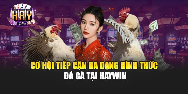 Cơ hội tiếp cận đa dạng hình thức đá gà tại haywin
