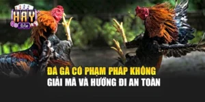 Đá Gà Có Phạm Pháp Không – Giải Mã Và Hướng Đi An Toàn