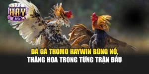 Đá Gà Thomo Haywin Bùng Nổ, Thăng Hoa Trong Từng Trận Đấu