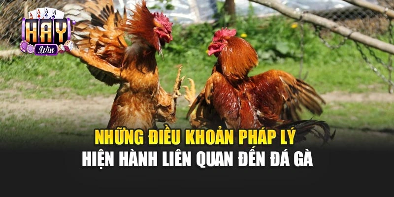 Những điều khoản pháp lý hiện hành liên quan đến đá gà